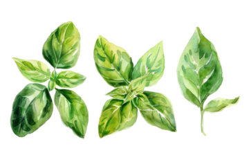 Basil, basil and holy basil leaves painted with watercolors on a white background showing the fragrance of vegetables