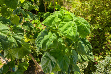 Closeup of an Oxytree (Paulownia) showing its broad green leaves and tree structure.