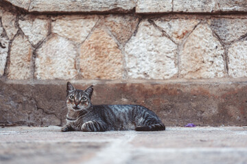 Obraz premium A stylish and utterly adorable feline lounges in a cozy and comfortable manner within a serene outdoor environment