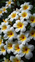 Fototapeta premium Serene Frangipani Flower Cluster with Lush Green Leaves. Mobile Phone Wallpaper.