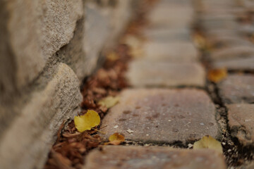 Yellow leaf resting on cobblestone street next to stone wall in Vysehrad Prague