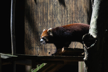 red panda bear