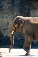 elephant in zoo