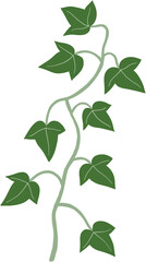 ivy plant drawing illustration.