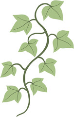 ivy plant drawing illustration.