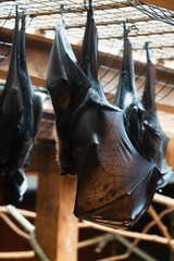 Bat Sleeping Upside Down