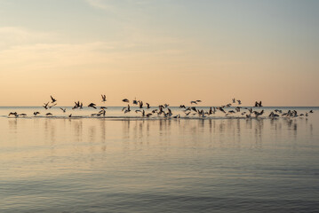 A lot of seagulls in a calm Baltic sea water