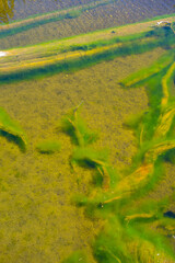 Very shallow alpine lake with algae growth