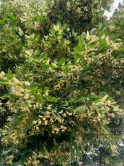Beautiful linden tree with blossoms and green leaves, low angle view