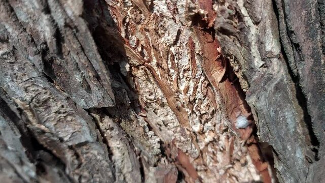 bark of a tree, ants on a tree bark. many ants are walking on the bark path of a tree.