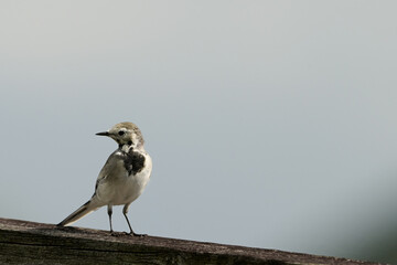 Lavandera blanca joven, white wagtail motacilla alba