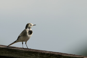 Lavandera blanca joven, white wagtail motacilla alba