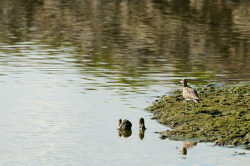 Courlis corlieu, Numénius phaeopus