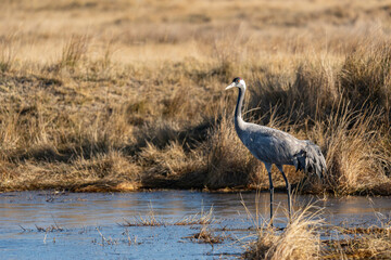 Fototapeta premium Common crane (Grus grus) standing in shallow water – Gallocanta, Spain