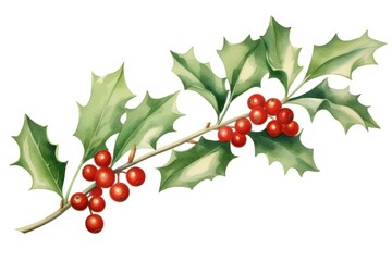 Obraz premium Christmas mistletoe plant leaf tree.