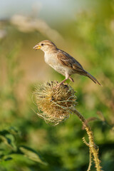 Female house sparrow (Passer domesticus) perched on a dry thistle in natural habitat