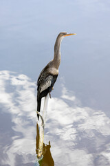 Anhinga, Anhinga anhinga, perched on a branch over water in South Carolina, USA.