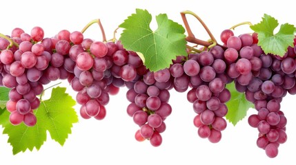 Close-up of Red Grapes on a Vine with Green Leaves