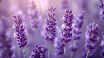 Obraz premium Close-Up of Blooming Lavender Flowers in a Field