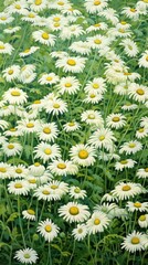 Illustration of a daisy garden outdoors flower nature.