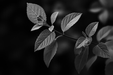 A monochrome closeup reveals the intricate details of leaves, emphasizing natural beauty and delicate structures.