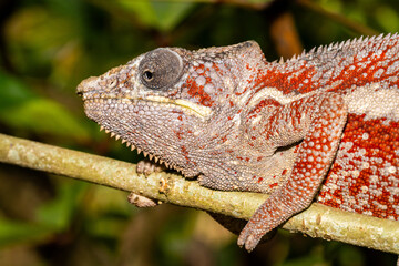 Madagascar chameleon resting on branch closeup