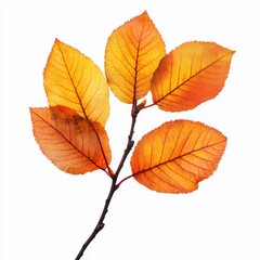 Autumn leaves isolated on white