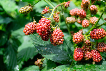 Die Wildpflanze Rubus Brombeere am Wegesrand