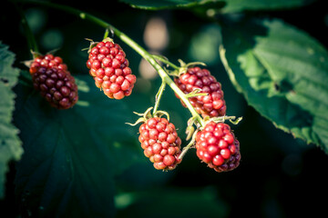 Die Wildpflanze Rubus Brombeere am Wegesrand