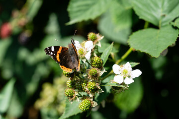 Die Wildpflanze Rubus Brombeere am Wegesrand