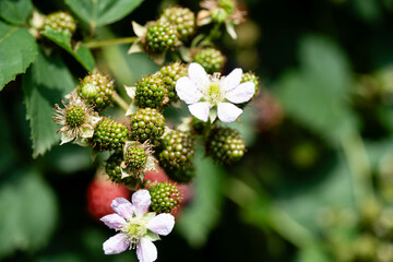 Die Wildpflanze Rubus Brombeere am Wegesrand