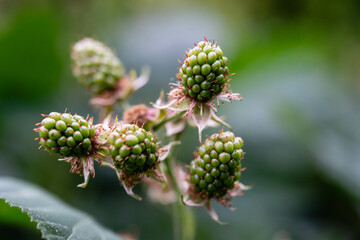 Die Wildpflanze Rubus Brombeere am Wegesrand