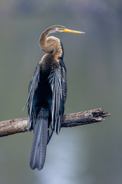 Darter or snake bird is seen less often now days due to habitat loss of wetlands. Bharatpur is a good place to photograph this beautiful bird