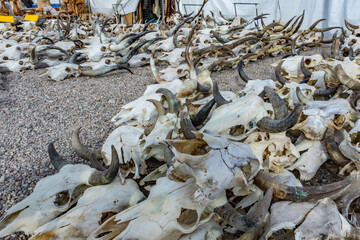 Steer skulls wholesale at the Tucson Gem Show.