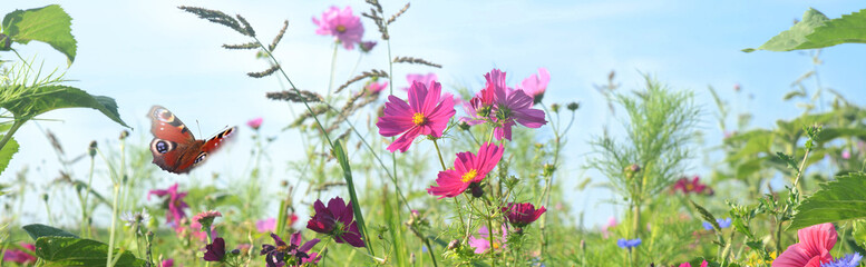 Schmetterling 1211 © K.-U. Häßler