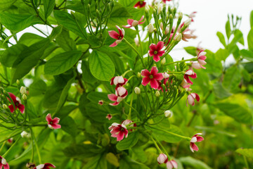 Red-pink Rangoon creeper or Chinese honeysuckle flowers is blooming on the tree. Combretum indicum.