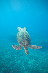 Obraz premium Sea Turtle Diving in beautiful blue water, underwater photography