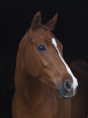 Obraz premium Bay Horse Headshot