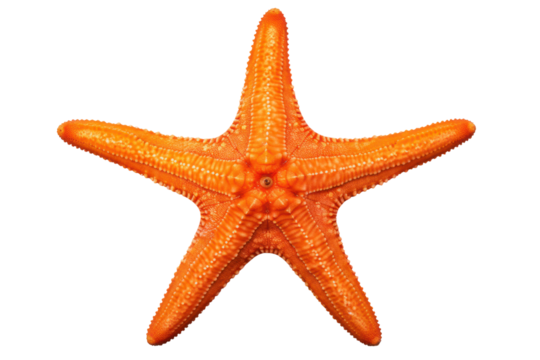 A close-up view of a vibrant orange starfish , isolated on white background - Powered by Adobe