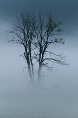 Baum im Nebel