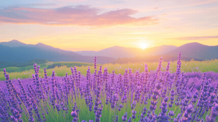 Fields of lavender under a warm summer
