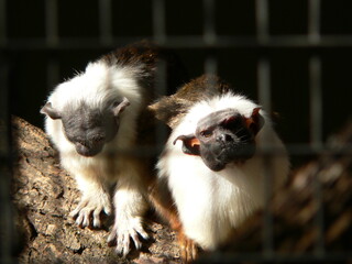 tamarin monkey