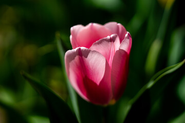 Fototapeta premium Red Tulip flower in tulip field at spring day. Colorful vivid pink tulips in the park. Spring landscape. Red tulip garden in spring. The Tulip. Beautiful bouquet of tulips in spring nature. Close up