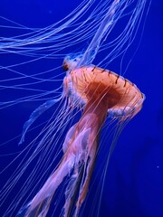 jellyfish in the water