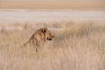 Side view of male lion partially hidden in tall grass in Namibia, Africa.