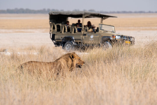 Fototapeta African male lion spotted on a guided safari open-top drive