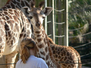 giraffe hug 2