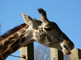 portrait of a giraffe