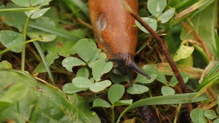 Spanish slug crawls on plants close up