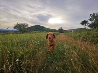 Hungarian hound pointer Vizsla dog in autumn time in the field